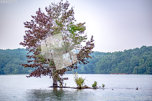 Image of lone tree in the middle of a lake