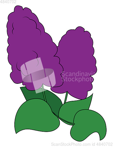 Image of Beautiful lilac vector or color illustration