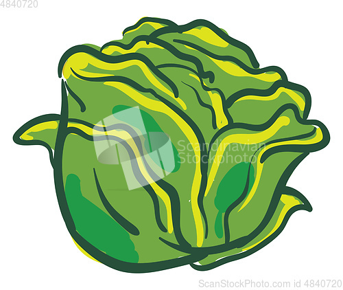 Image of Fresh cabbage 