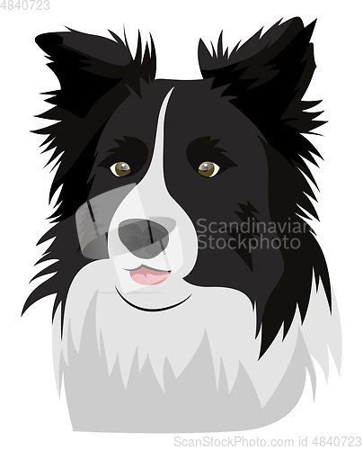 Image of Border Collie illustration vector on white background