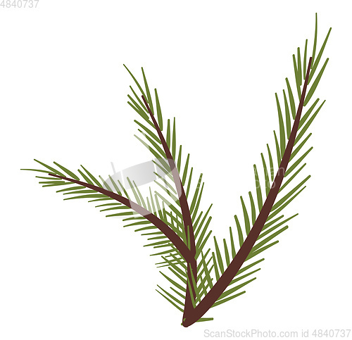 Image of Big branches of a spruce tree vector or color illustration