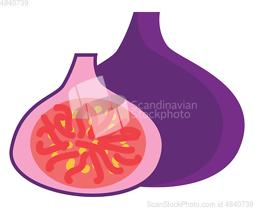 Image of Purple fig vector illustration 