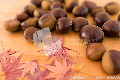 Image of Maple tree and chestnut