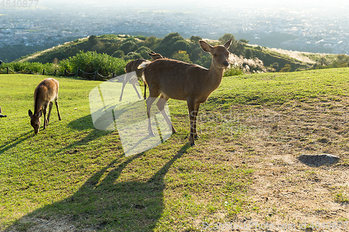 Image of Wild Deer
