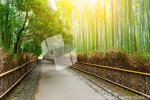 Image of Bamboo Forest in Japan