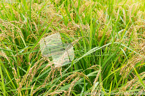 Image of Paddy field