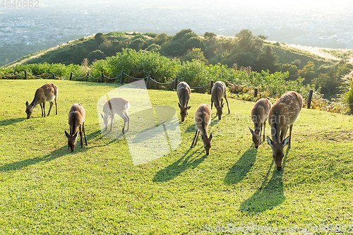 Image of Deer eating grass