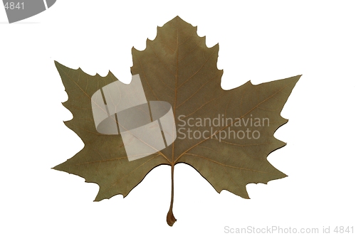 Image of Leaf