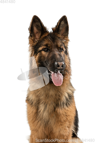 Image of Cute Shepherd dog posing isolated over white background