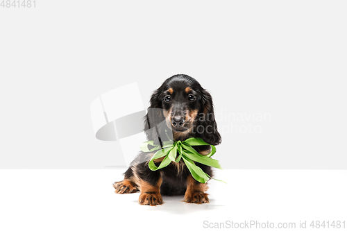 Image of Cute puppy, dachshund dog posing isolated over white background