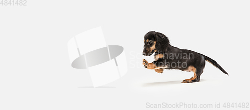 Image of Cute puppy, dachshund dog posing isolated over white background