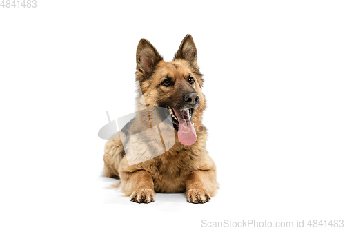 Image of Cute Shepherd dog posing isolated over white background