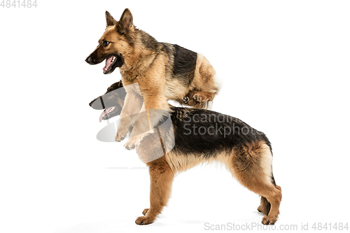 Image of Cute Shepherd dogs posing isolated over white background
