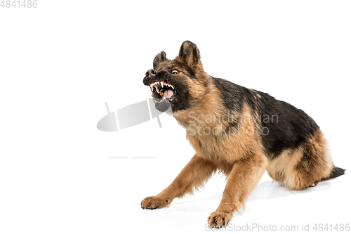 Image of Cute Shepherd dog posing isolated over white background