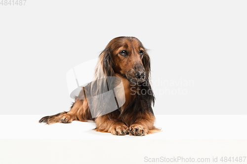 Image of Cute puppy, dachshund dog posing isolated over white background