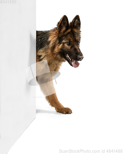 Image of Cute Shepherd dog posing isolated over white background