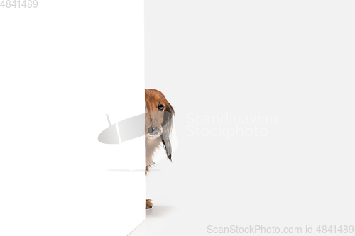 Image of Cute puppy, dachshund dog posing isolated over white background