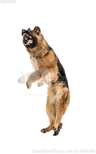 Image of Cute Shepherd dog posing isolated over white background