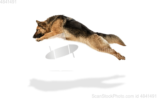 Image of Cute Shepherd dog posing isolated over white background