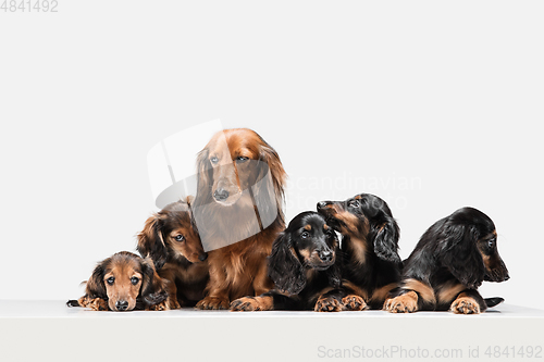 Image of Cute puppies, dachshund dogs posing isolated over white background