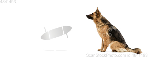 Image of Cute Shepherd dog posing isolated over white background