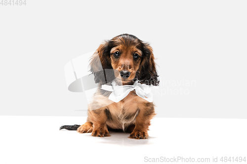 Image of Cute puppy, dachshund dog posing isolated over white background