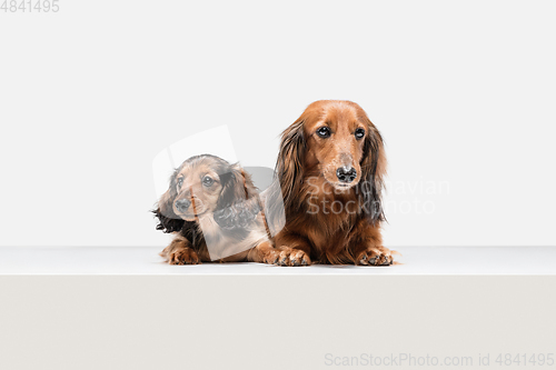 Image of Cute puppies, dachshund dogs posing isolated over white background