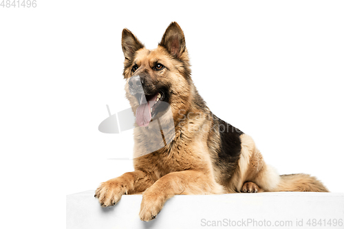 Image of Cute Shepherd dog posing isolated over white background