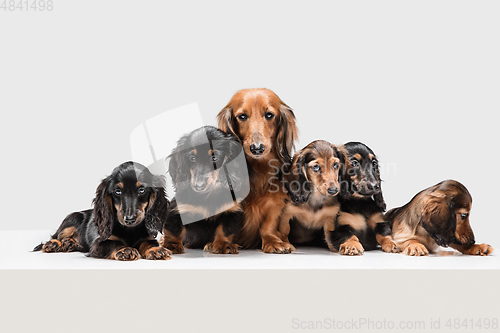 Image of Cute puppies, dachshund dogs posing isolated over white background