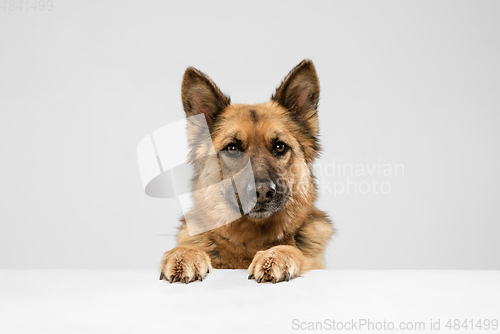 Image of Cute Shepherd dog posing isolated over white background