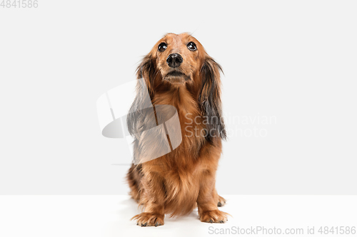 Image of Cute puppy, dachshund dog posing isolated over white background