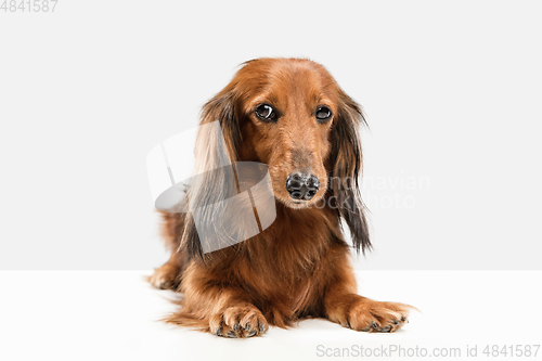 Image of Cute puppy, dachshund dog posing isolated over white background