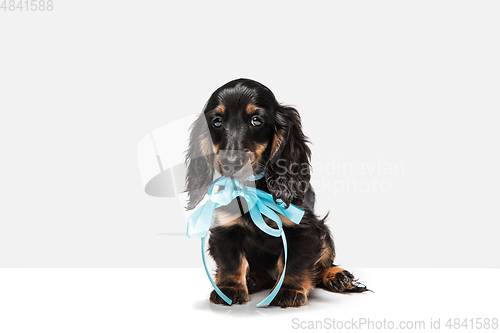 Image of Cute puppy, dachshund dog posing isolated over white background