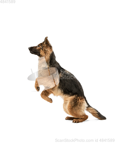 Image of Cute Shepherd dog posing isolated over white background