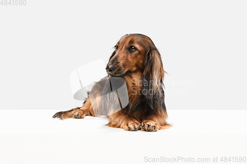 Image of Cute puppy, dachshund dog posing isolated over white background