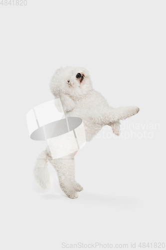 Image of Portrait of little cute dog Bichon Frise isolated over white background.