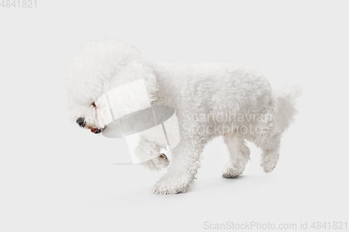 Image of Little cute dog Bichon Frise posing isolated over white background.