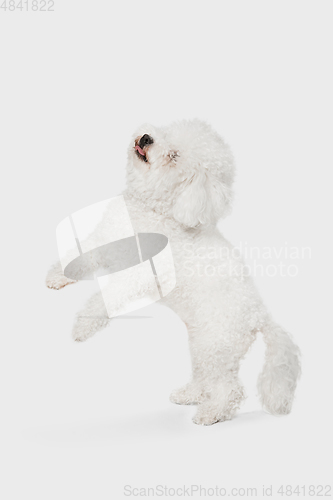 Image of Portrait of little cute dog Bichon Frise isolated over white background.