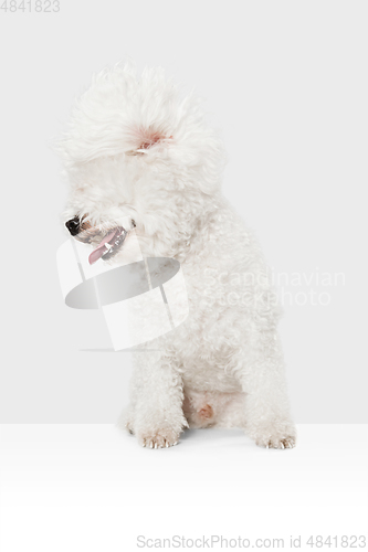 Image of Small cute dog Bichon Frise posing isolated over white background.
