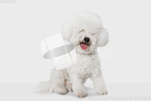 Image of Small funny dog Bichon Frise posing isolated over white background.