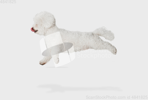 Image of Little cute dog Bichon Frise posing isolated over white background.