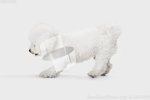 Image of Little cute dog Bichon Frise posing isolated over white background.