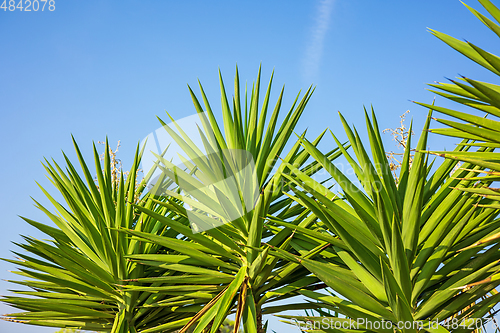 Image of green palm tree leaves