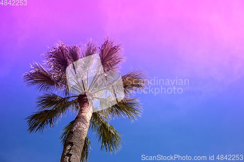 Image of palm tree in neon lights