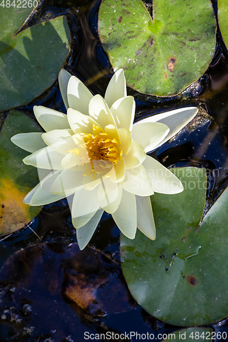 Image of blooming water lily flower