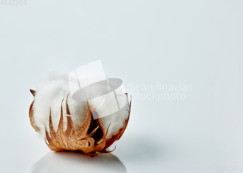 Image of cotton plant flower