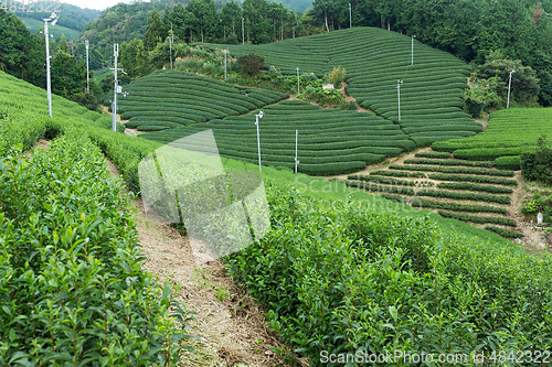 Image of Green Tea field