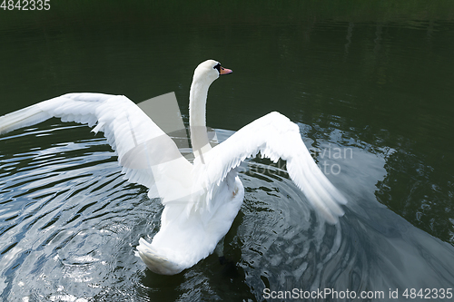 Image of White Swan on the Lake