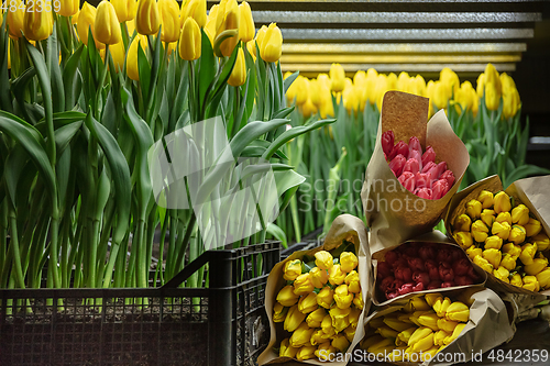 Image of Growing tulips in a greenhouse - crafted manufacture for your celebration