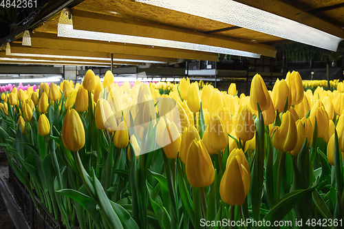 Image of Growing tulips in a greenhouse - crafted manufacture for your celebration